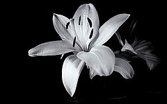 Nachruf Willi Deutsch